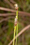 Richard's yelloweyed grass